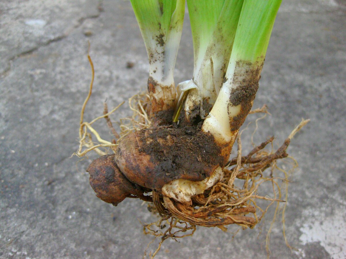 Корешок моего новенького  ириса "Augustine". Маленький, но, в принципе, неплохой, с 3-мя стеблями.  Будет шикарно, если он зацветет в следующем году, но скорее всего,  через весну.