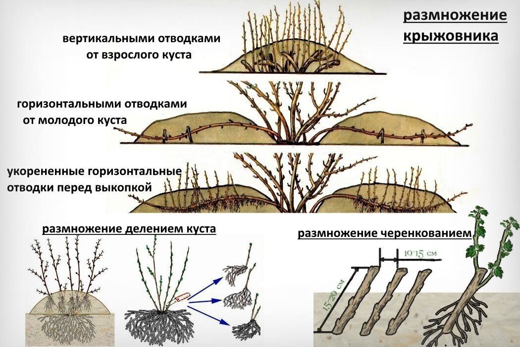 Перед размножение. Размножение крыжовника черенкованием. Отводки куста крыжовника. Размножение отводками куста крыжовника. Размножение крыжовника отводками.