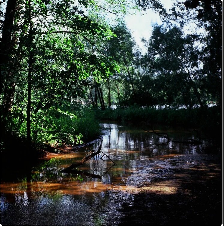 Ручей в лесу. Природа польша леса. Лесная речушка. Ручей лесной косма. Речка в лесу.