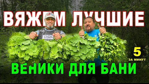 Когда и как заготавливают липовые веники для бани?