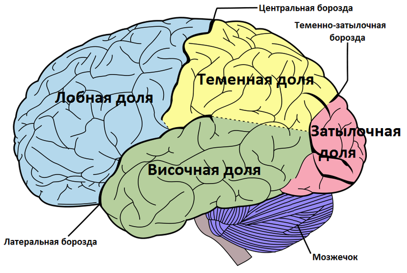 Доли полушарий большого мозга. Фото: wikimedia.org