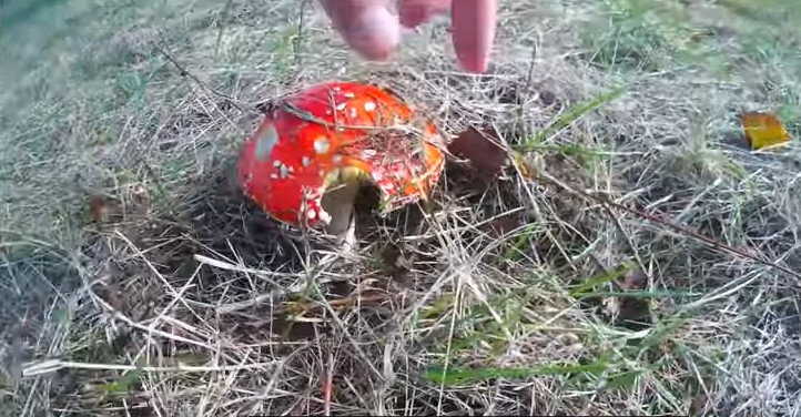 Где найти Красный Мухомор