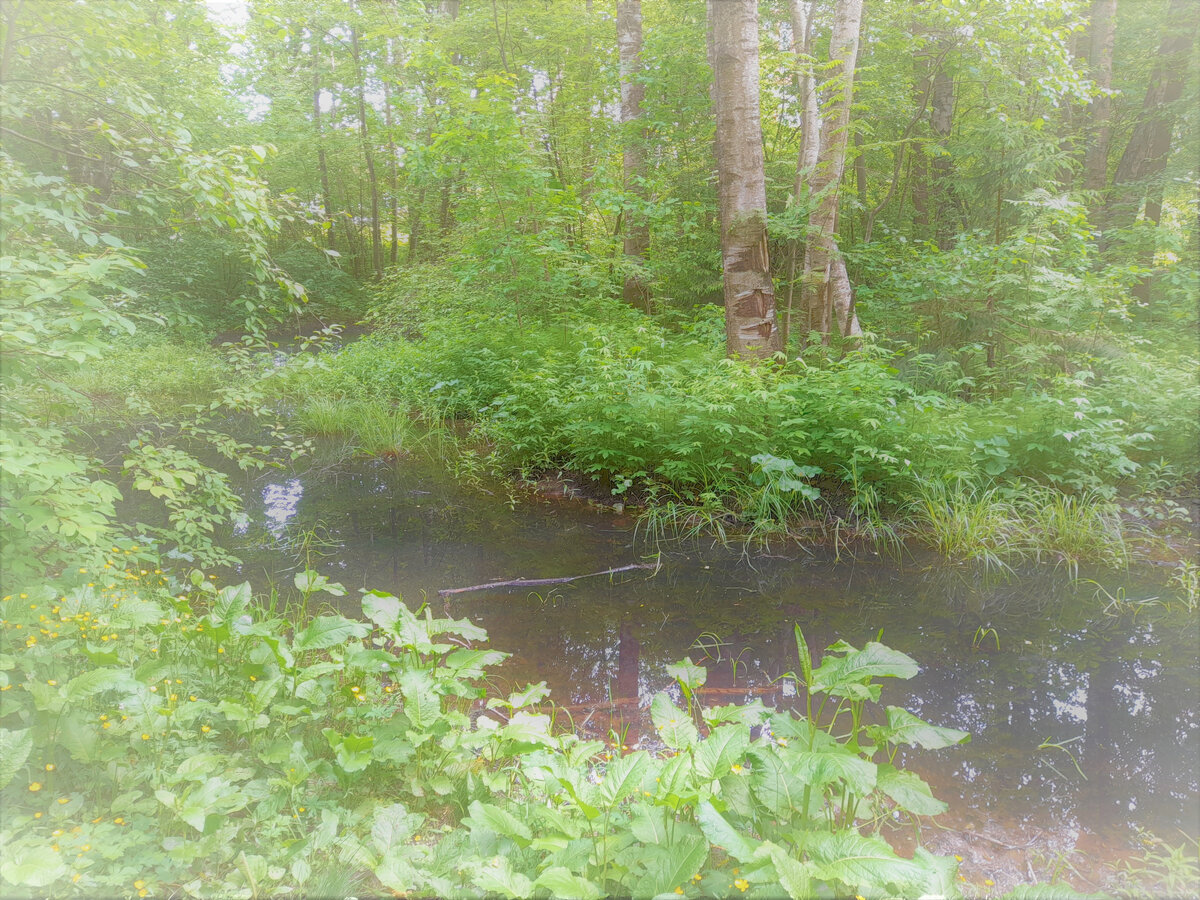 Шуваловский парк в Санкт-Петербурге, 2022 год.