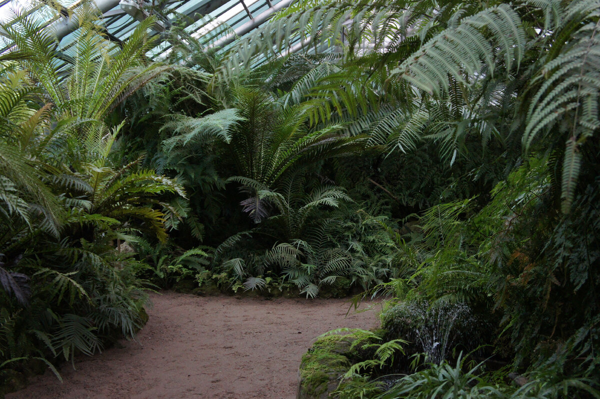 Отделение с папоротниками в Ботаническом саду Петра Великого. Все фотографии (кроме первой) сделаны в оранжереях Тропического маршрута автором статьи →