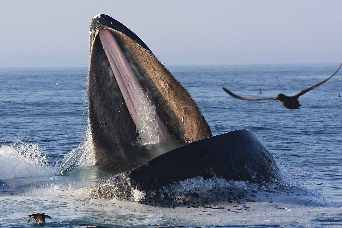 Кит 10 лет октября. Кит полосатик. Самка горбатого кита. Dream eating Whale