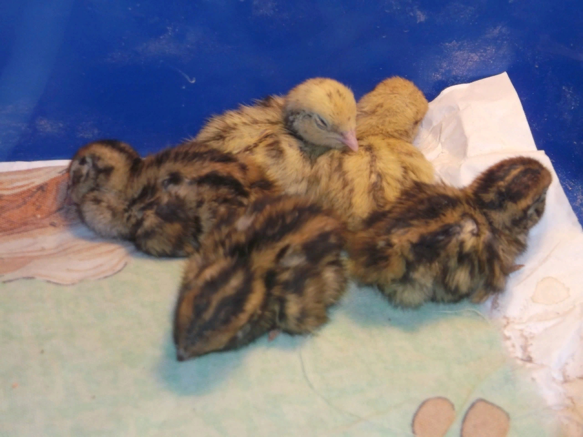 Совсем еще молодые участники эксперимента. Вообще сейчас птиц уже официально называют "птичьими динозаврами" после ряда исследований. Эксперимент рассчитан на то, чтобы вывести "наружу" те гены, которые отвечают за примитивные признаки. которые был свойственны их далеким предкам (так называемы Ящероподобным динозаврам).