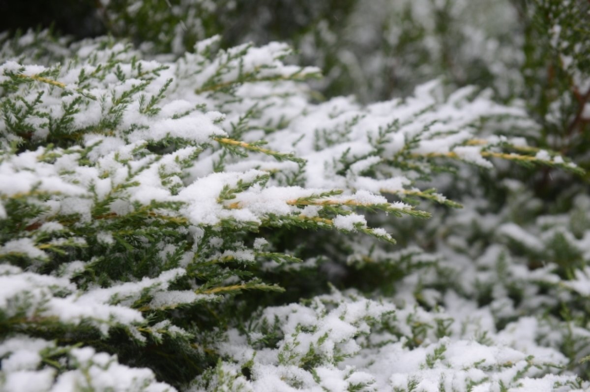    В Туле 26 ноября прогнозируют небольшой снег и сильный ветер
