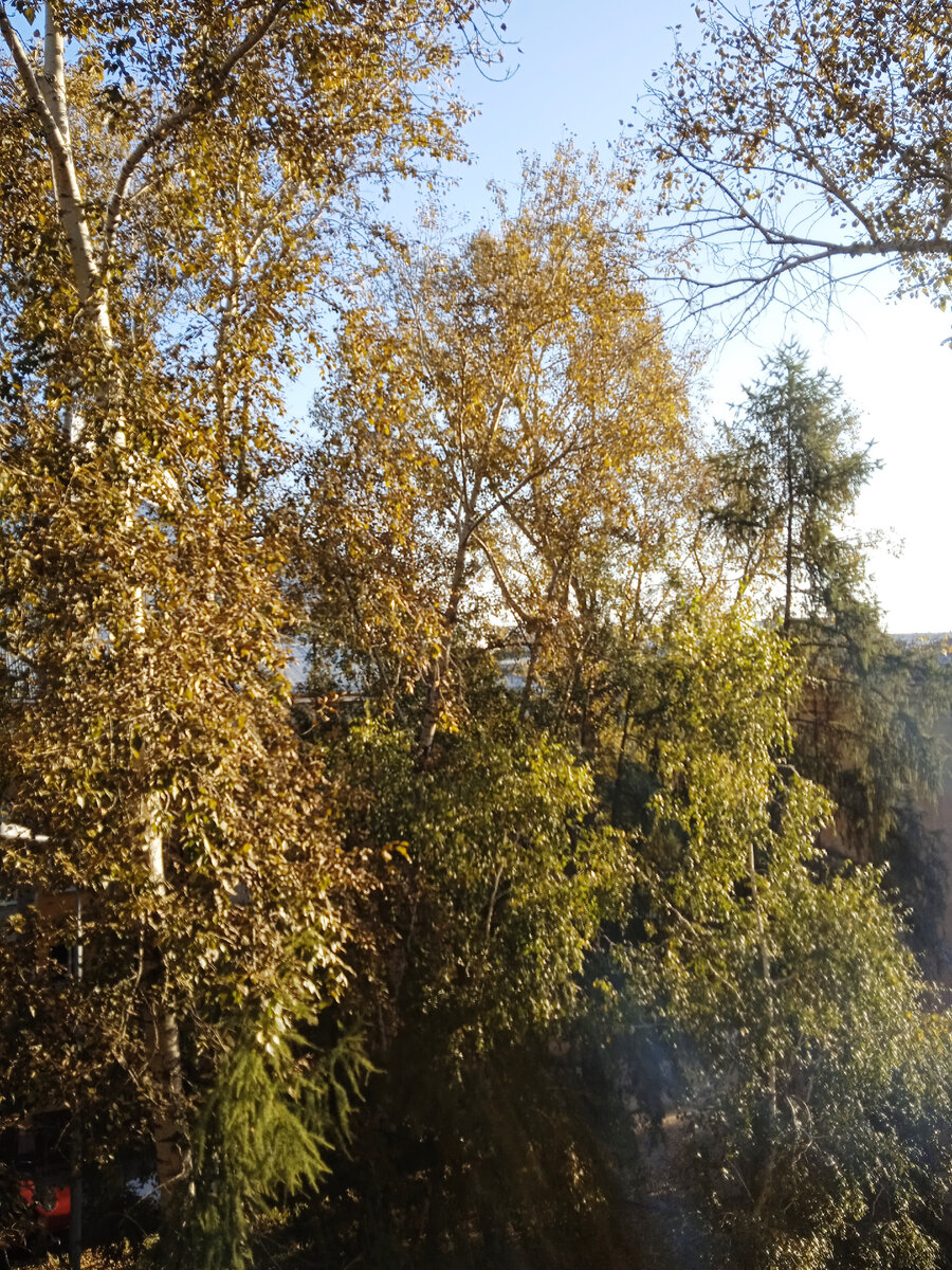 Сегодняшнее утро из окна
