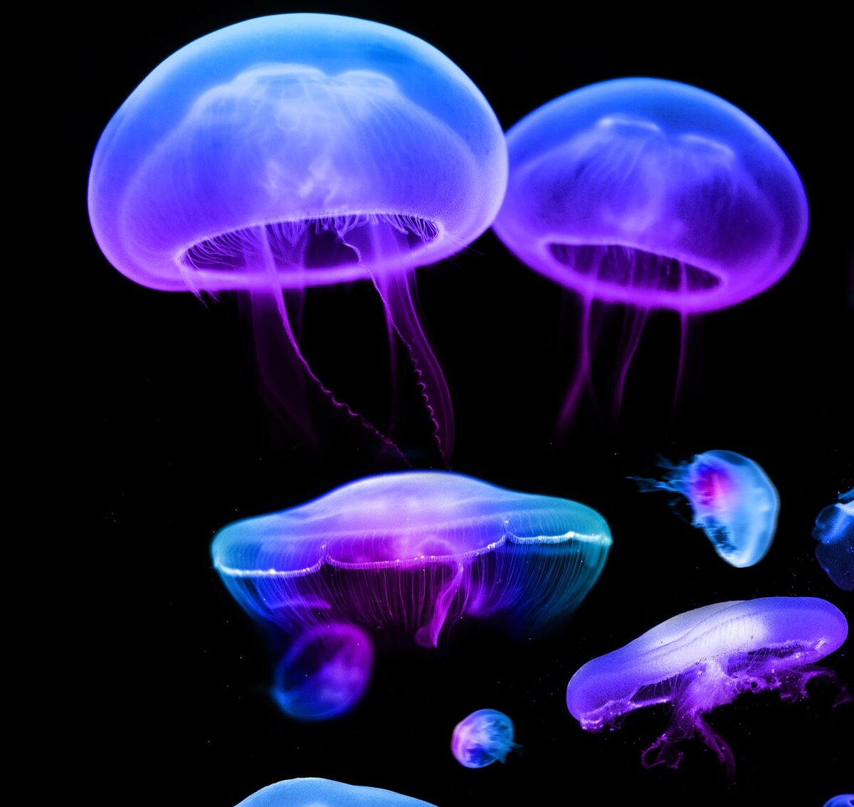 Биолюминесценция - удивительная красота | ПознаВАША | Дзен