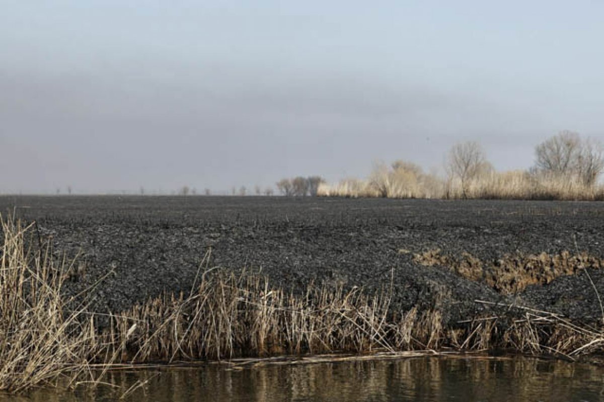    Природа в огне.