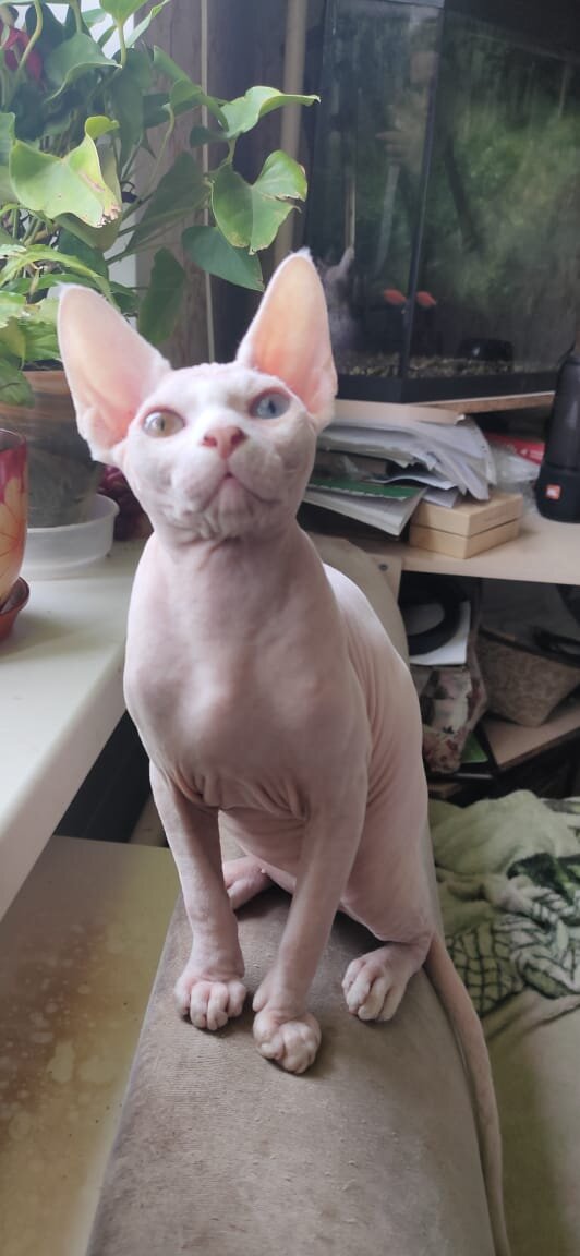 Котенок рожденный в Серпуховском питомнике кошек ЧАЛИКСОН