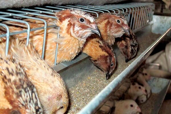 Оптимальное питание для здоровья перепелов