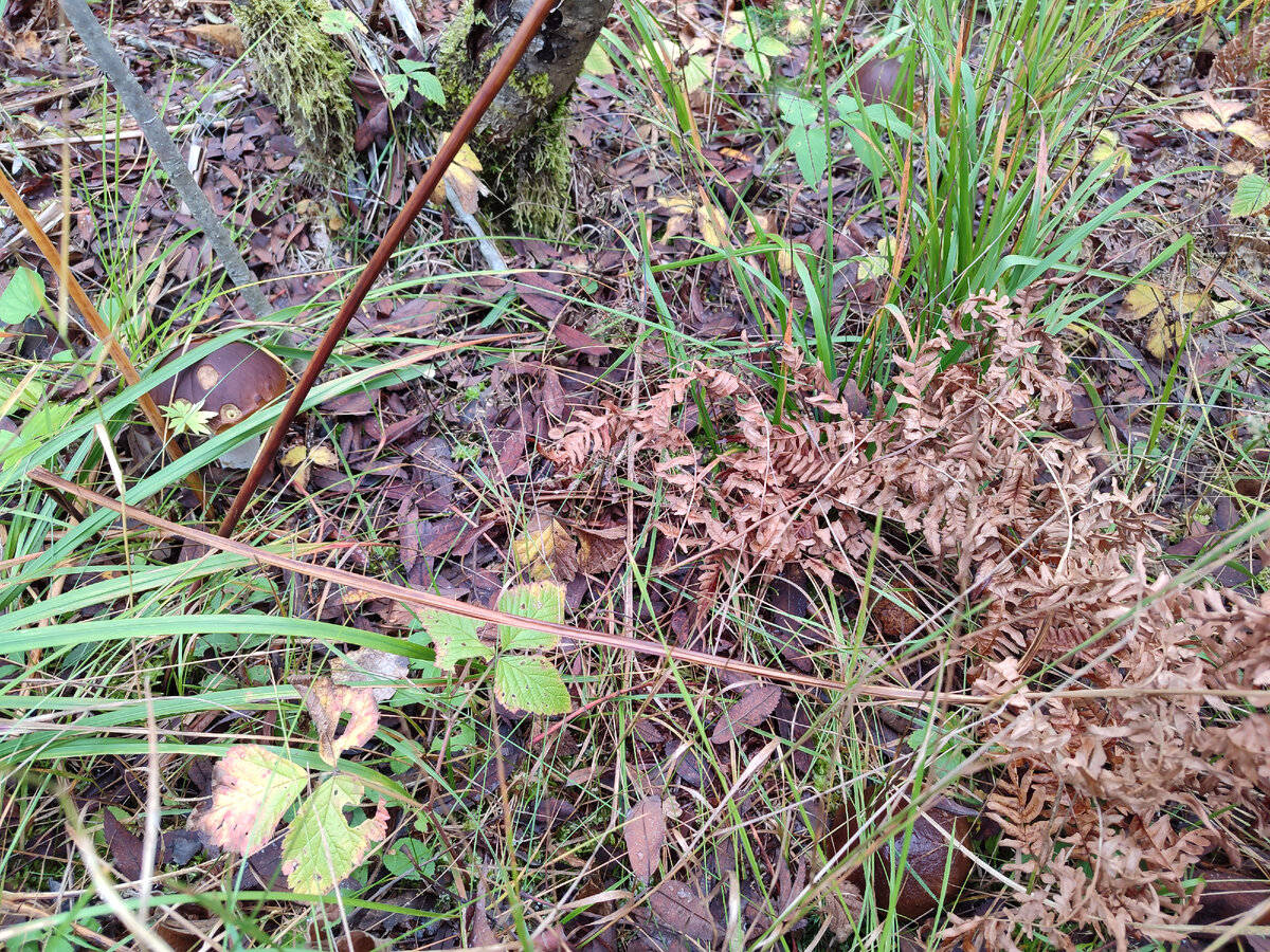 Фото автора. Найди грибочки) 