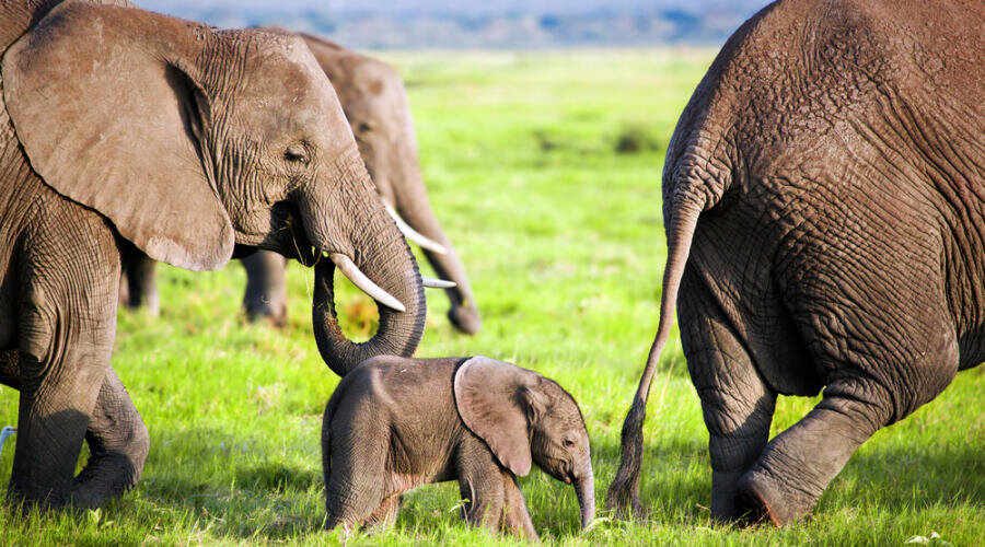    Слонопедия, или Что мы знаем о слонах? Фото: Depositphotos