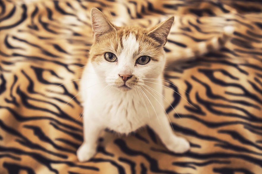 Кошки и коты могут "стесняться" телефона или фотоаппарата, поэтому просто начните фотографировать их чаще, чтобы они просто привыкли к этому.