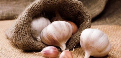  Нерациональное и чрезмерное употребление чеснока может причинить организму вред.