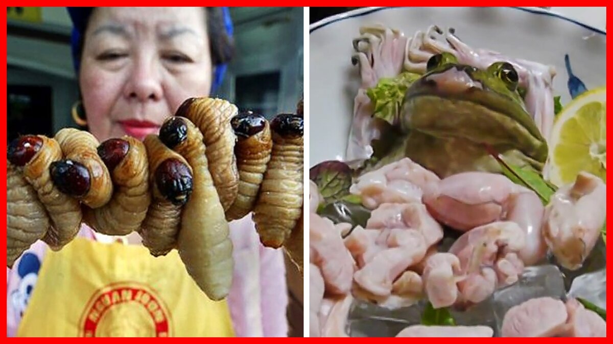 5 отвратительных блюд из ЖИВЫХ животных | Их едят ЖИВЬЕМ | С нами ...
