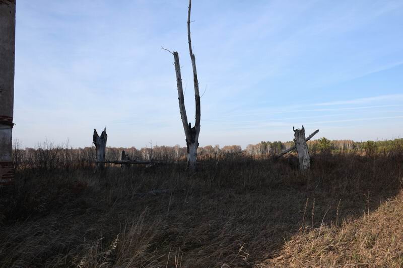 Мертвые деревья с северной стороны.