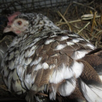 Фото кур породы Бентамка