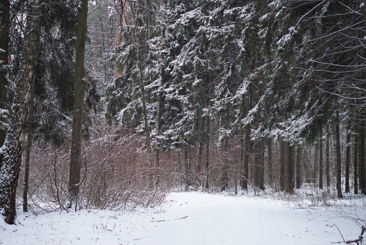 Со снегом, конечно, красотища - лес становится таким светлым и чистым
