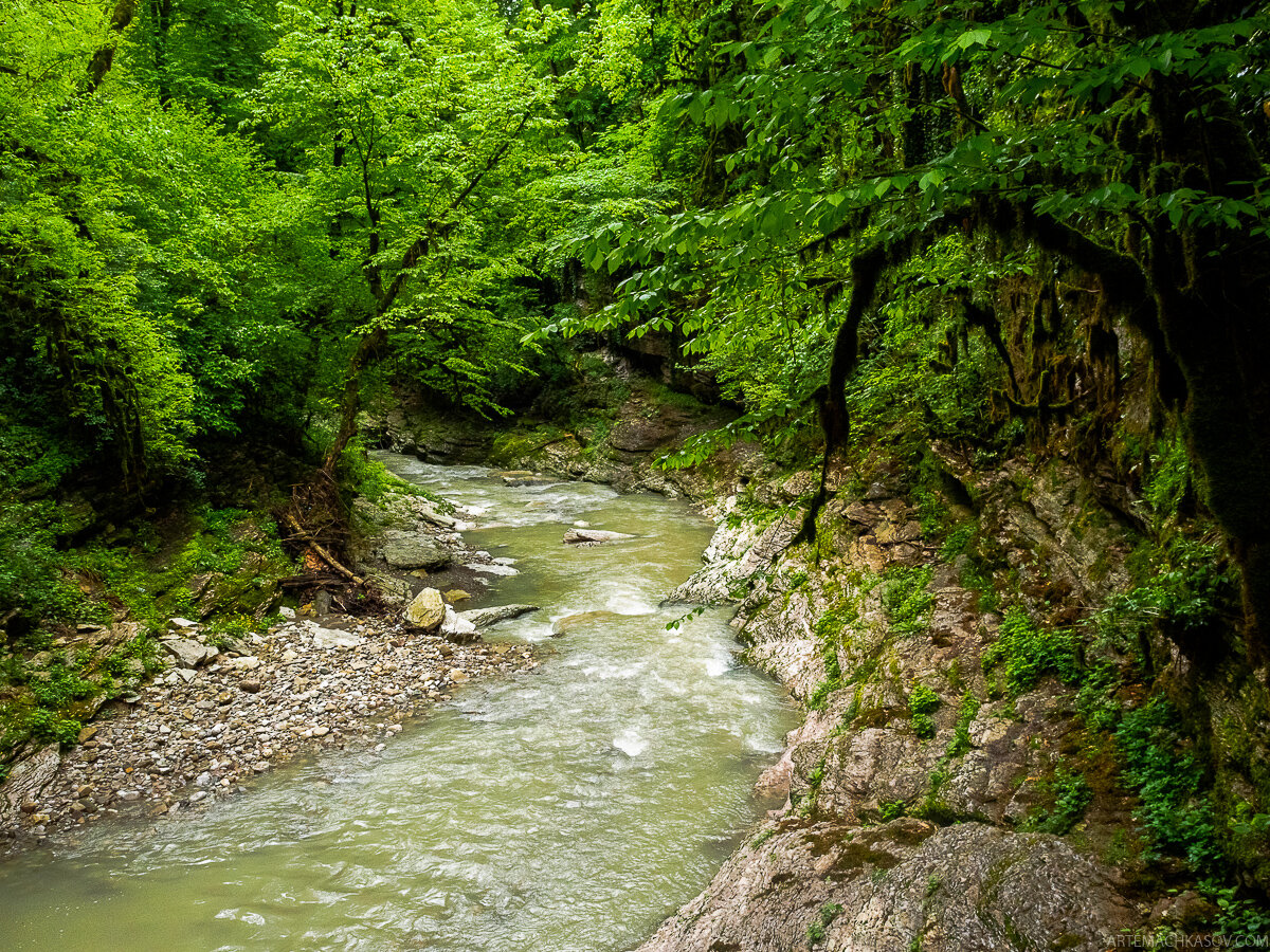 красная поляна реликтовый лес озера. тисо-самшитовая роща сочи. тисо самшитовая роща хоста. сочинский лес. боснийский лес красная поляна.