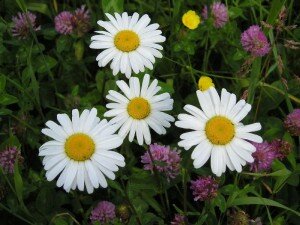 Лучше всего заготовить почву перед посадкой ромашки своими руками, для этого потребуется земля для комнатных растений, которую можно купить в любом цветочном магазине, и перегнивший компост. Смешайте компоненты и выложите на дно посадочной ямы. Аккуратно придерживая саженец за основной стебель, следует посадить корневище в землю, расправить корешки, стараясь избежать изломов, и засыпать углубление. В результате должен получиться небольшой холмик, благодаря которому вода и атмосферные осадки не станут задерживаться на поверхности почвы.