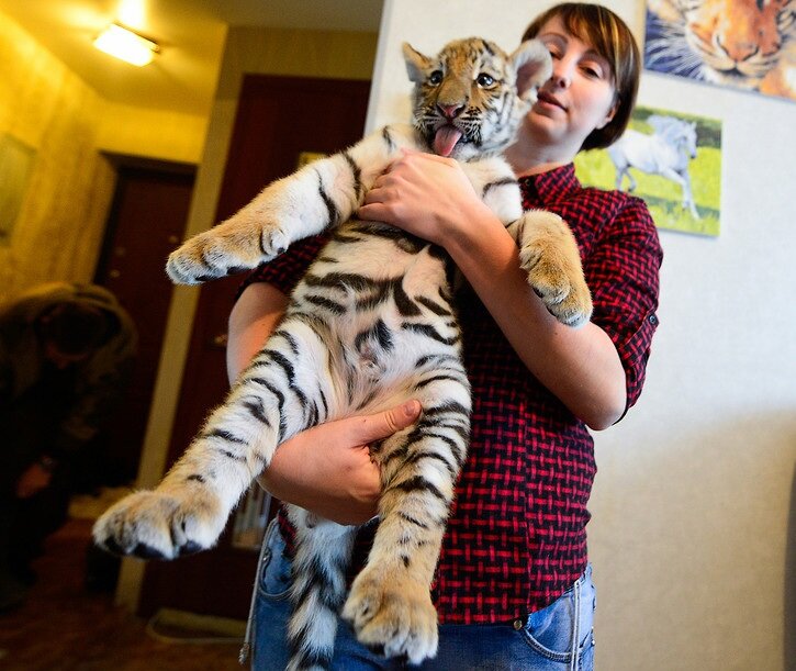 Двухмесячный тигренок Шерхан