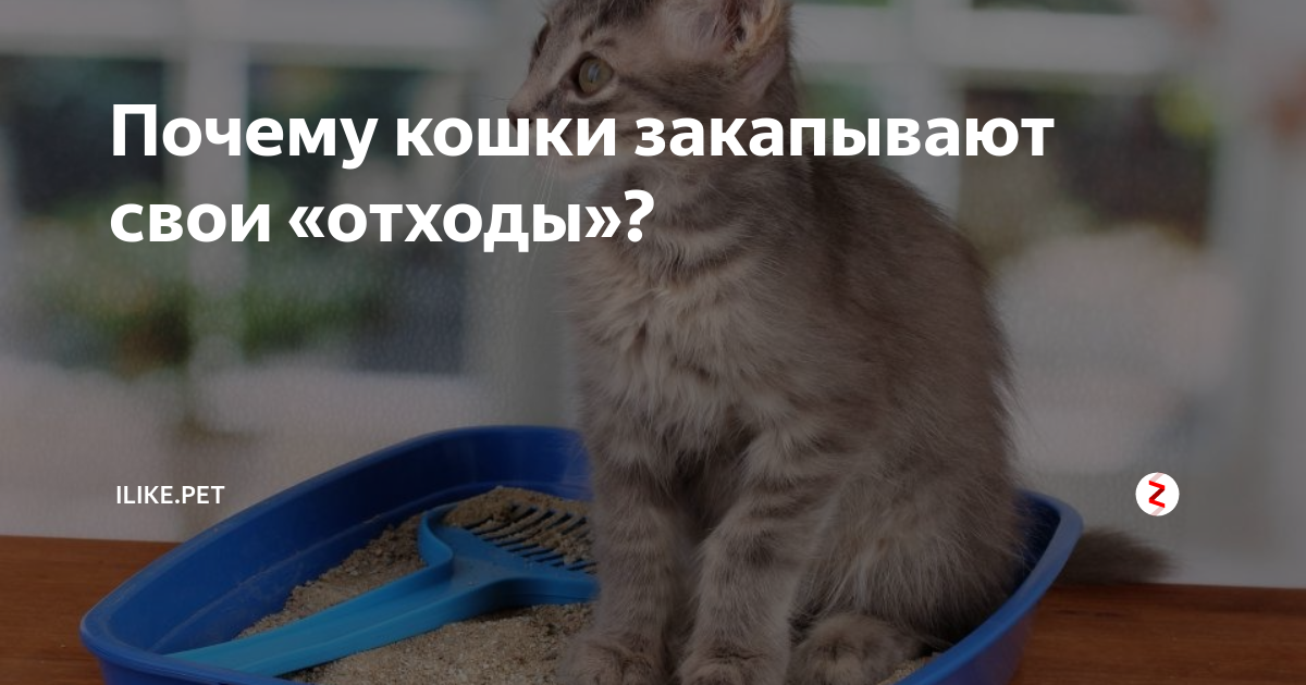 Закапывают котят