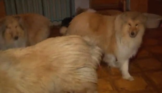 Фото: https://7ka.tv