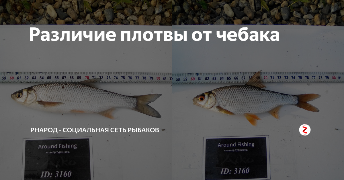 Отличие плотвы от чебака - сравнение и особенности рыб