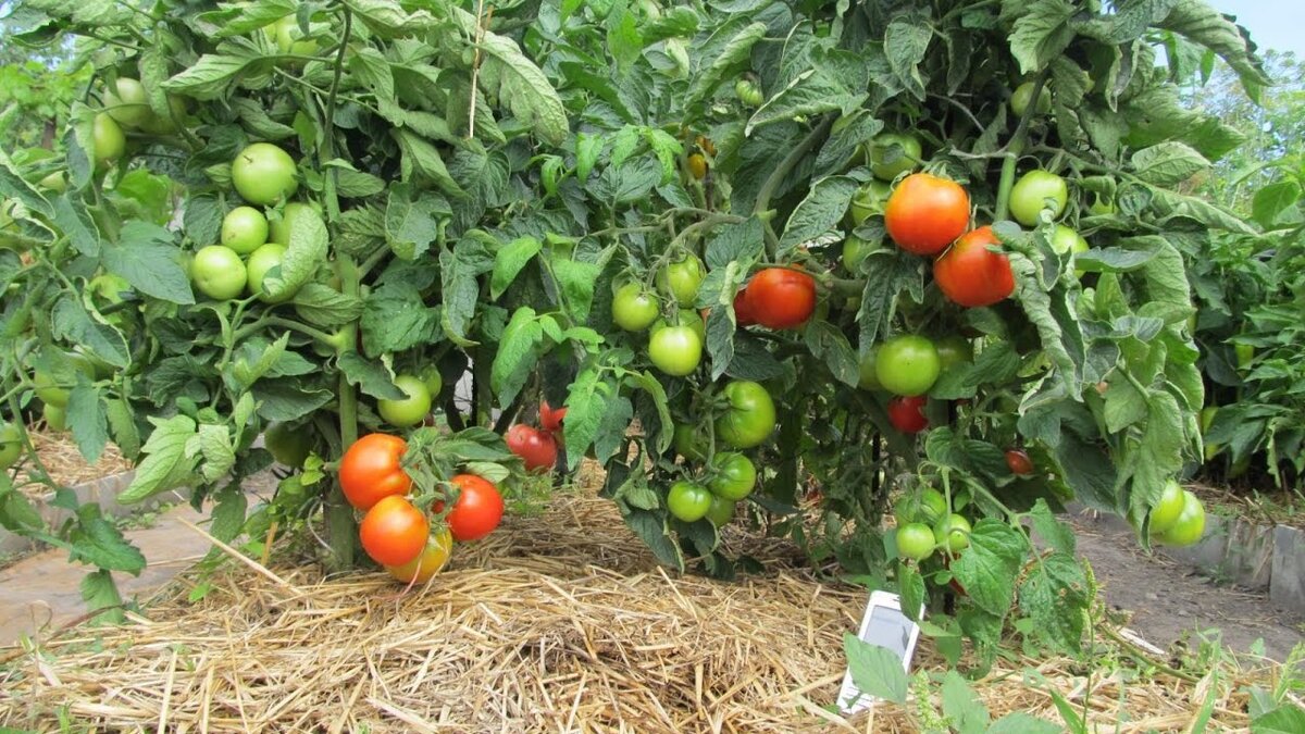  Как известно, томаты выращивают и в теплице и в открытом грунте. И сегодня я постараюсь раскрыть вопрос , как правильно выращивать томаты  в открытом грунте.