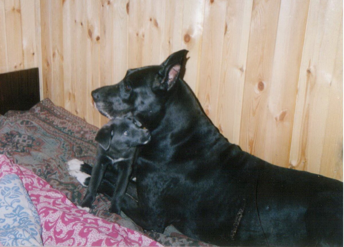 Доську нашли?