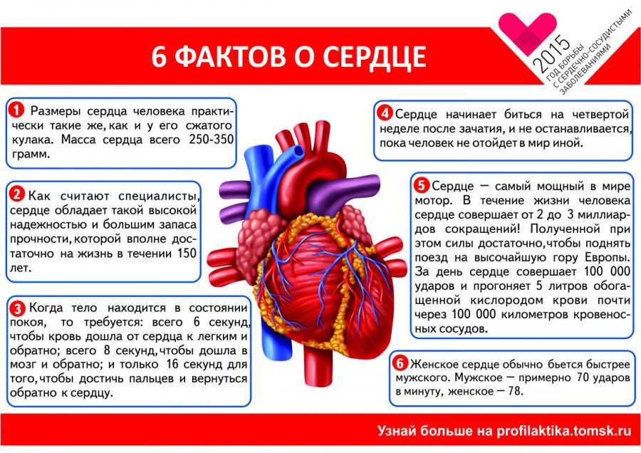 Проект на тему сердечно сосудистая система