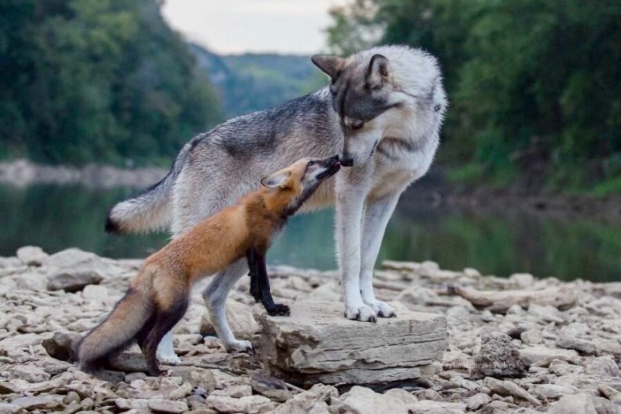 Спаривание лисы. Волк и лиса.