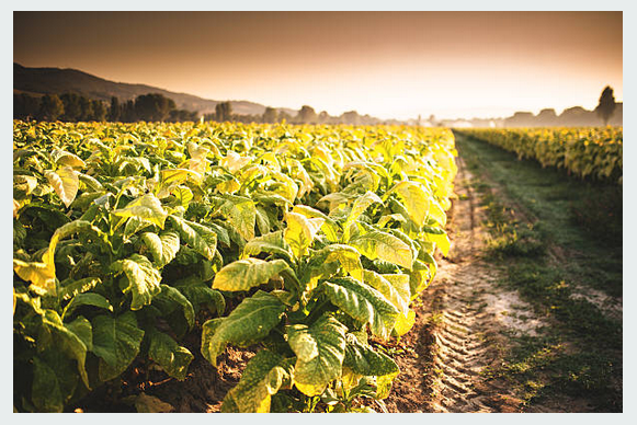 Небольшое количество цианида содержится в табаке
