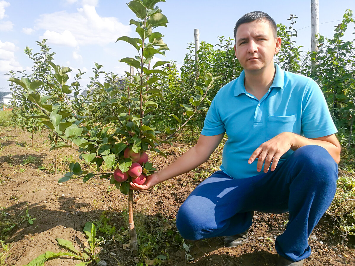 Бакчачы Руслан Бекбулатов: «Алмагачны каен дегете, солярка һәм дуңгыз мае саклый».