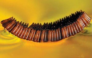 Кладки комаров рода Culex образуют зубчатую лодочку, плавающую на поверхности воды. Она состоит из 200—300 «звеньев» — яиц