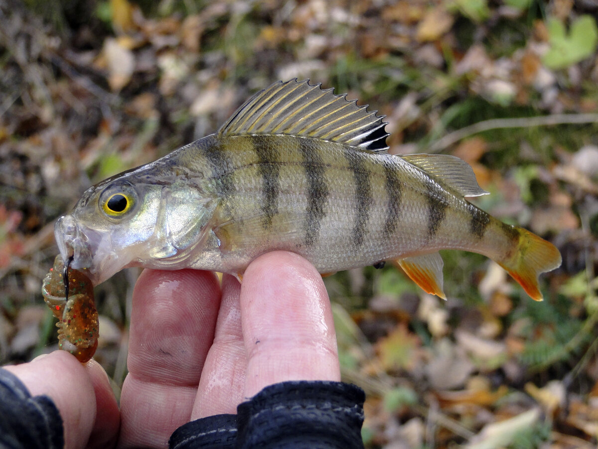 Забавно, когда трофей весит меньше грузила для отводного поводка ))