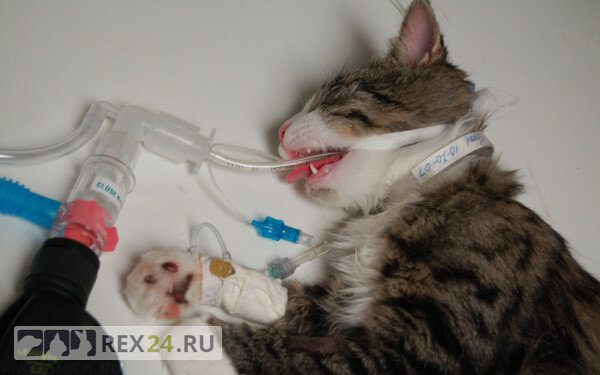 Фото: MyKoshka.ru