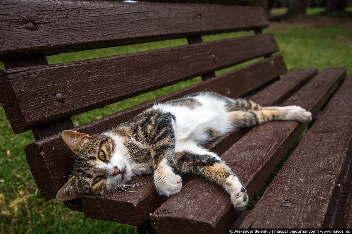 Сотни миллионов людей в мире являются владельцами домашних животных. Покупая все необходимое для своих питомцев, они формируют рынок на сотни миллиардов долларов. Помимо крупнейших транснациональных компаний, в этой же нише работают и социальные предприниматели. Приведем пример 12 социальных бизнесов на рынке товаров и продуктов для домашних питомцев.