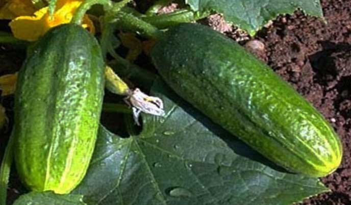 Огурец сорт "Вязниковский 37"