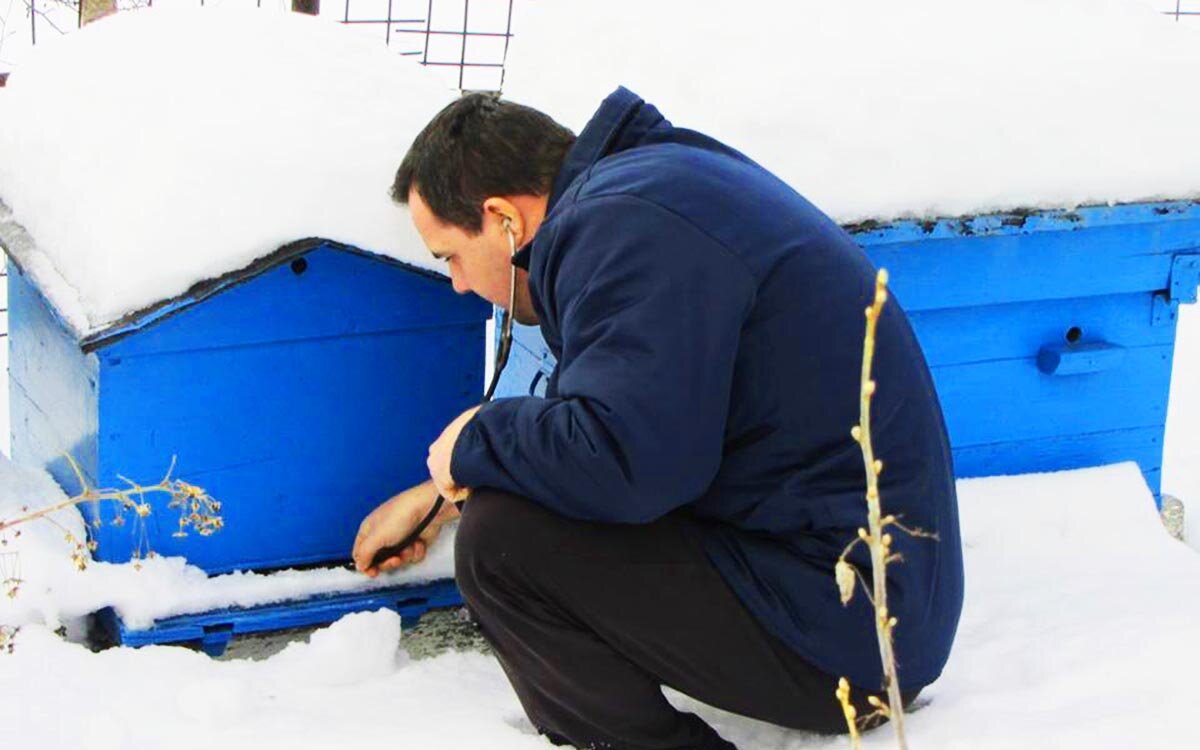 Если в поисковую строку браузера вбить слово «пчеловодство», то первые несколько страниц будут посвящены тому, как создать пасеку с нуля и как быстро начать зарабатывать на продаже различных пчелопродуктов.