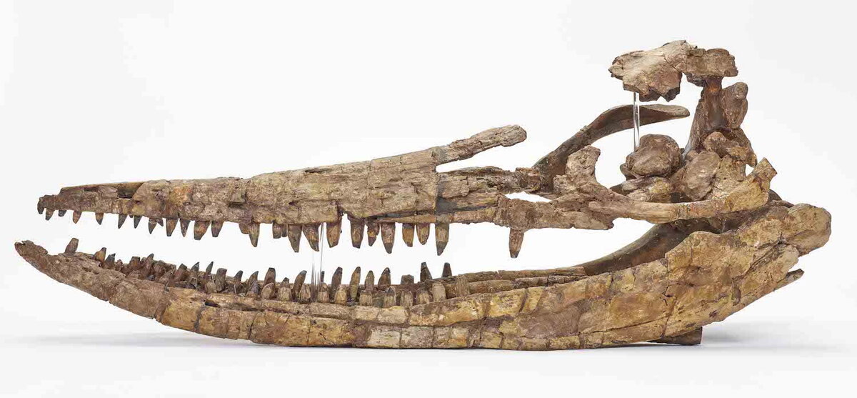 Череп ихтиозавра, которому почти 200 миллионов лет.