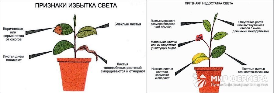 Переизбыток влаги. Недостаток света у растений. Нехватка света растениям. Переизбыток удобрений. Недостаток влаги у растений.