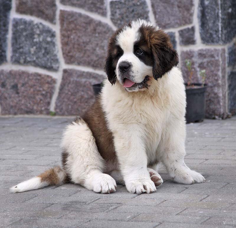 Фото из открытого источника