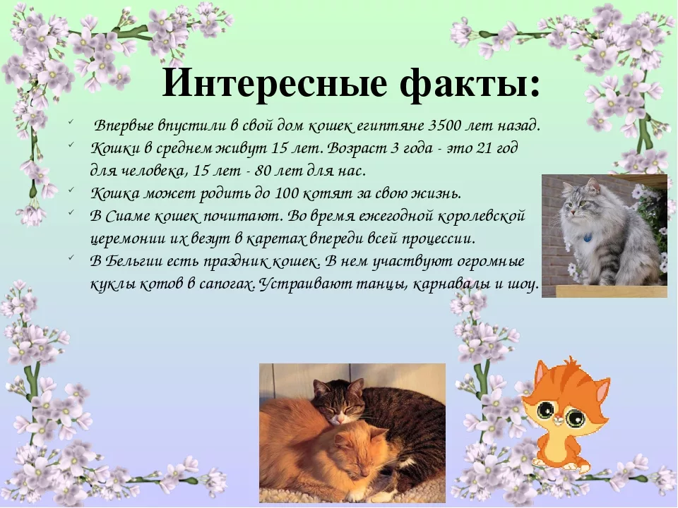 Кошку 1 класс. Доклад про кошек. Тема проекта про животных. Презентация о домашних питомцах. Презентация на тему кошки.