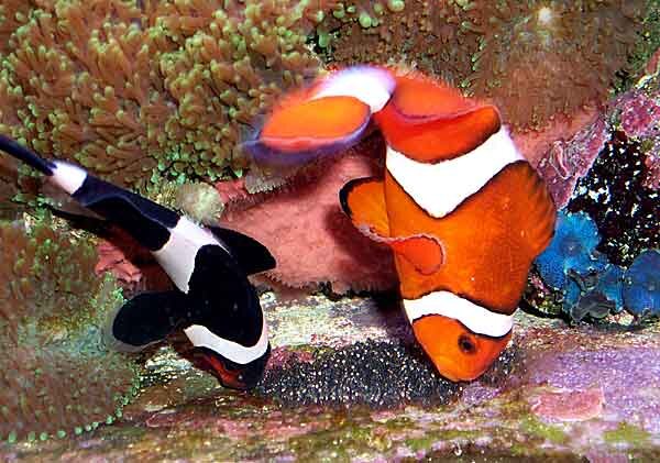 Источник фото: thinglink.com