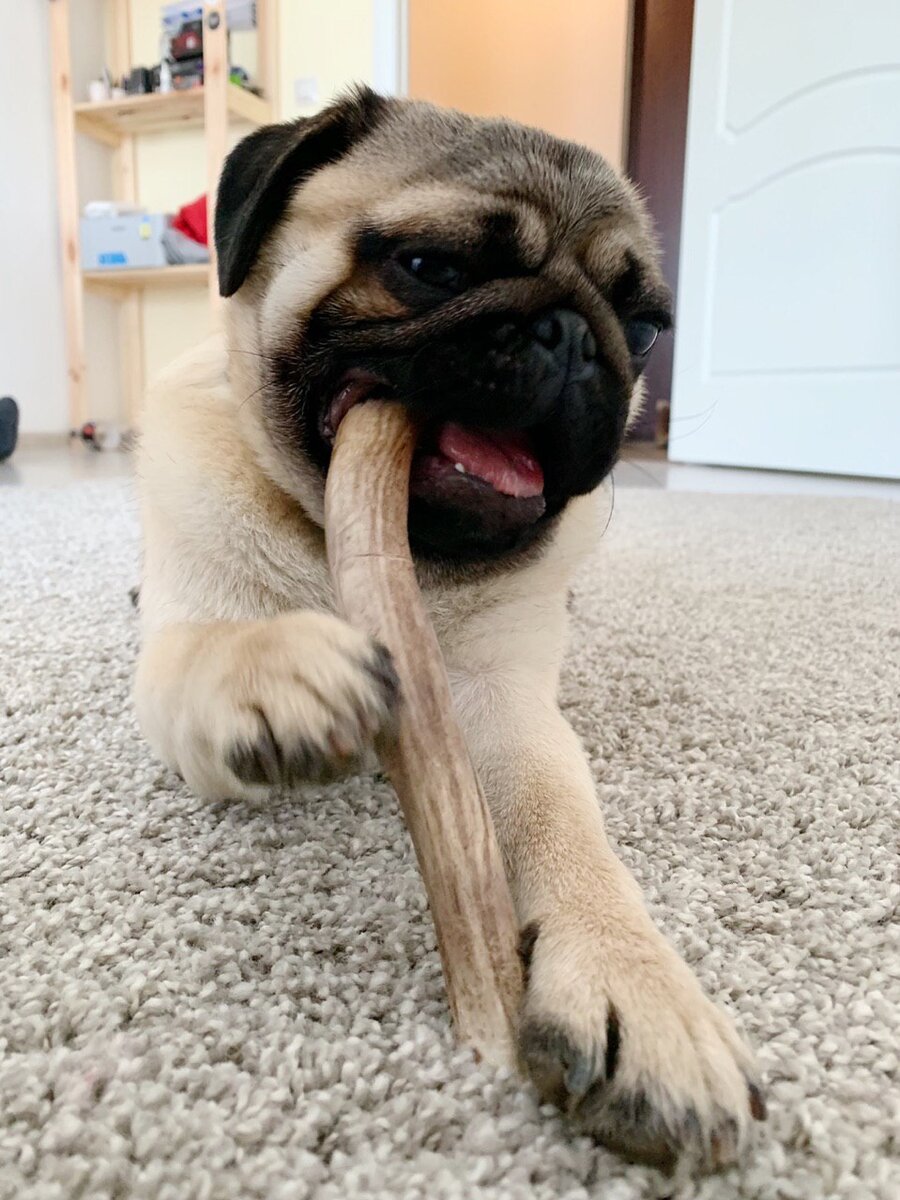 Рога — дорогое лакомство. Но одного рога хватает надолго