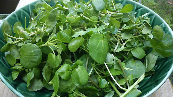 Фото: https://www.greeninfo.ru/img/work/article/a_22471_55690.jpg