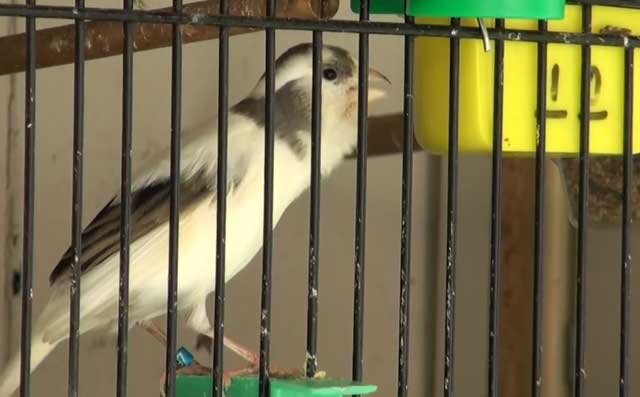 Имена для канареек мальчиков и девочек: список лучших кличек